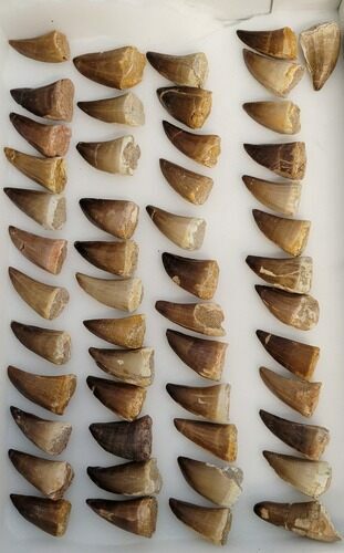 Lot: Fossil Mosasaur Teeth - Pieces #216015